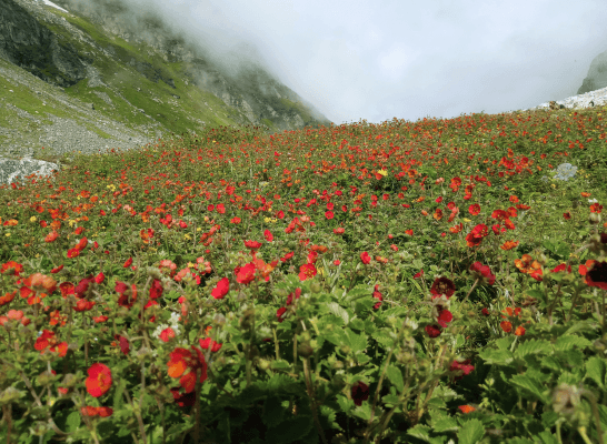 where the wild Himalayas bloom in silence