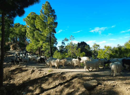 Goats and sheep moving along a dusty forest trail